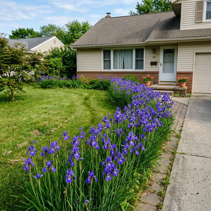 50 Siberian Blue Iris Seeds for Planting - Variety for Home Gardening