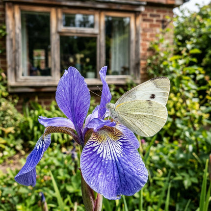 50 Siberian Blue Iris Seeds for Planting - Variety for Home Gardening