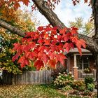 Red Maple Seeds - 50 Seeds