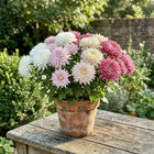 Romantic Pink White Chrysanthemum Mix Seeds - 900 Seeds