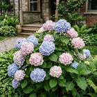 Hydrangea Seeds - 35 Seeds