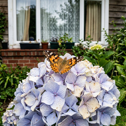 35 Hydrangea Seeds for Planting - Heirloom Hydrangea Flower Seeds for Home Garden