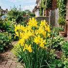 Dutch Yellow Iris Seeds for Home Gardens - 50 Seeds