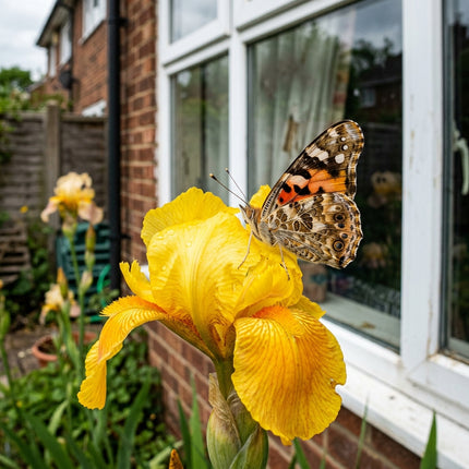 50 Dutch Yellow Iris Seeds for Planting - Variety for Home Gardening