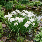 Japanese White Iris Seeds for Home Gardens - 50 Seeds