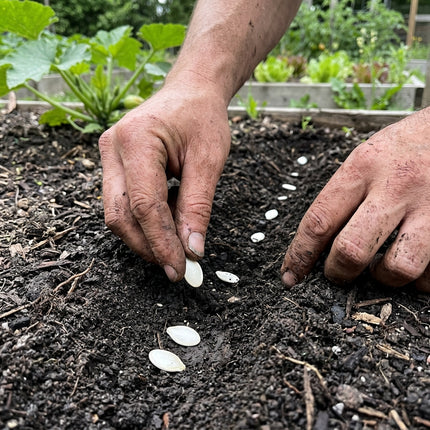 30 Black Beauty Zucchini Seeds - Dark Green Heirloom Summer Squash Seeds