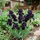 Black Dragon Iris Seeds - 50 Seeds