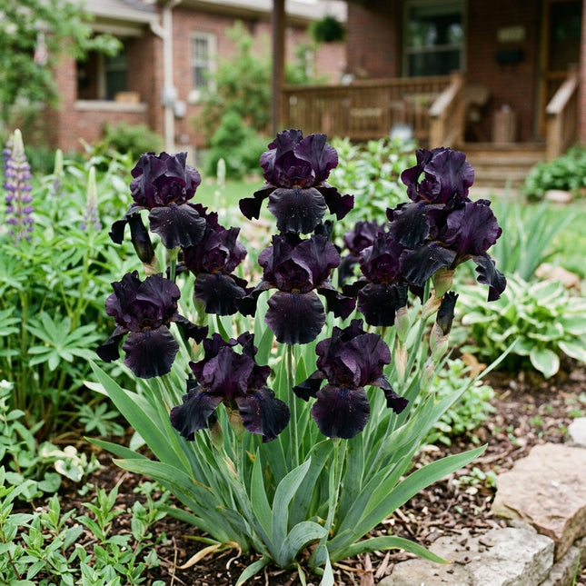 50 Black Dragon Iris Seeds for Planting - Variety for Home Gardening