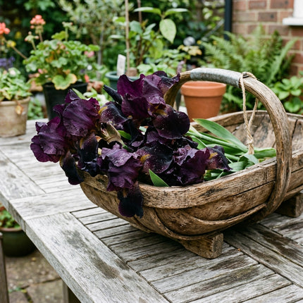50 Black Dragon Iris Seeds for Planting - Variety for Home Gardening