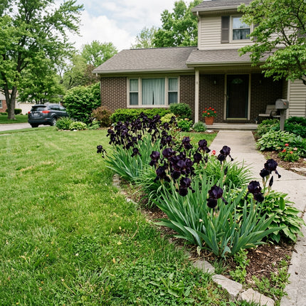 50 Black Dragon Iris Seeds for Planting - Variety for Home Gardening