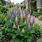 Lupine Seeds - 100 Seeds