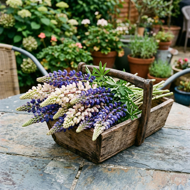 100 Lupine Seeds for Planting - Heirloom Lupine Flower Seeds for Home Garden