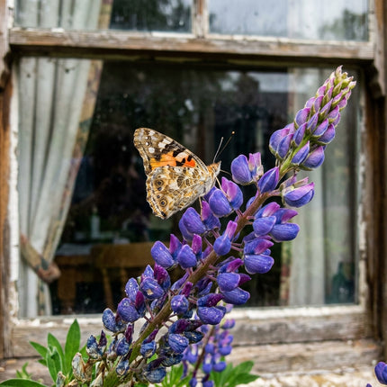 100 Lupine Seeds for Planting - Heirloom Lupine Flower Seeds for Home Garden