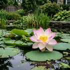 Lotus Seeds - 15 Seeds