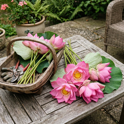 15 Lotus Seeds for Planting - Heirloom Lotus Flower Seeds for Home Garden