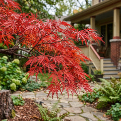 Collection image for: Maple Seeds