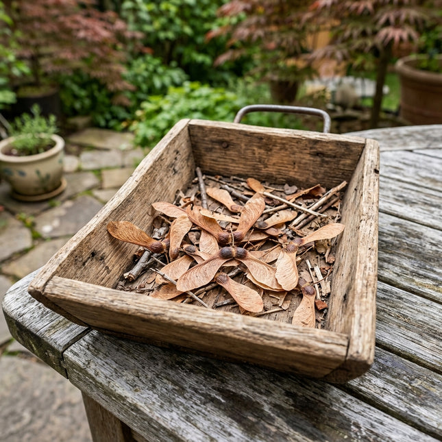 50 Japanese Red Maple Seeds for Planting - Variety for Home Gardening