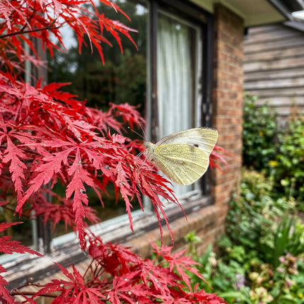 50 Japanese Red Maple Seeds for Planting - Variety for Home Gardening