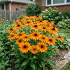 Orange Black-Eyed Susan Seeds - 500 Seeds