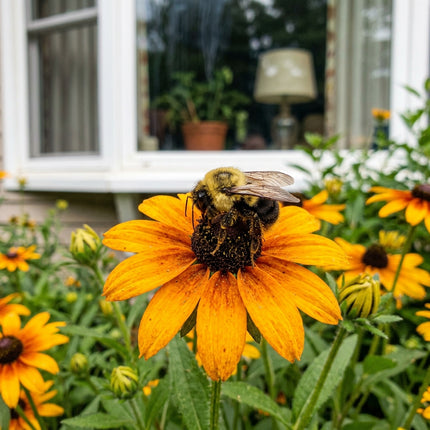 500 Orange Black-Eyed Susan Seeds for Planting - Heirloom Orange Black-Eyed Susan Flower Seeds for Home Garden