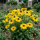 Yellow Black-Eyed Susan Seeds - 500 Seeds