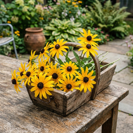 500 Yellow Black-Eyed Susan Seeds for Planting - Heirloom Yellow Black-Eyed Susan Flower Seeds for Home Garden