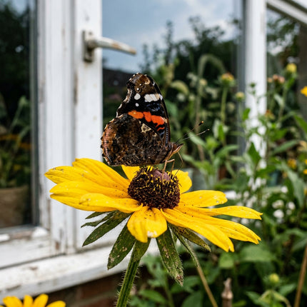 500 Yellow Black-Eyed Susan Seeds for Planting - Heirloom Yellow Black-Eyed Susan Flower Seeds for Home Garden