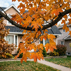 Sugar Maple Seeds - 50 Seeds