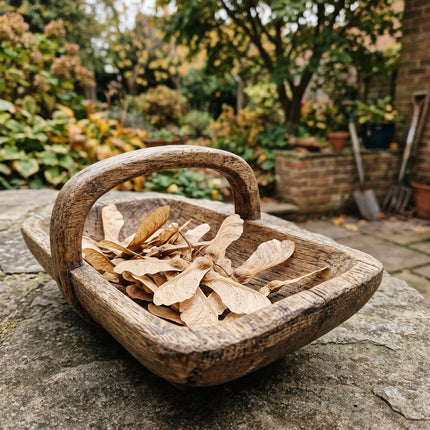 50 Sugar Maple Seeds for Planting - Variety for Home Gardening