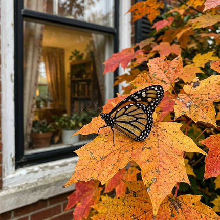 50 Sugar Maple Seeds for Planting - Variety for Home Gardening