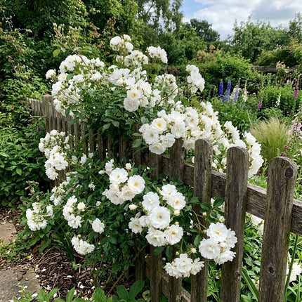 50 Premium Iceberg White Rose Seeds - Beautiful Garden Flowers for Planting