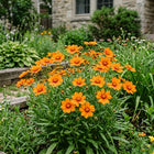 Orange Coreopsis Seeds - 500 Seeds