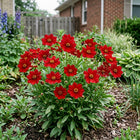 Red Coreopsis Seeds - 500 Seeds