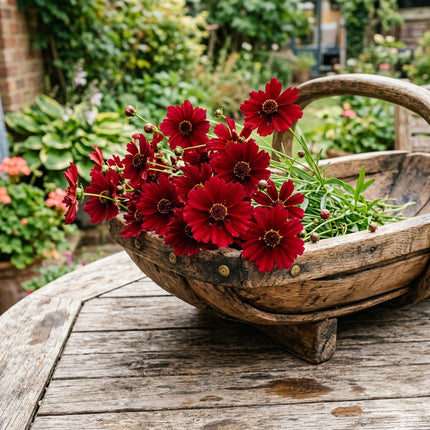 500 Red Coreopsis Seeds for Planting - Heirloom Red Coreopsis Flower Seeds for Home Garden