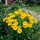 Yellow Coreopsis Seeds - 500 Seeds