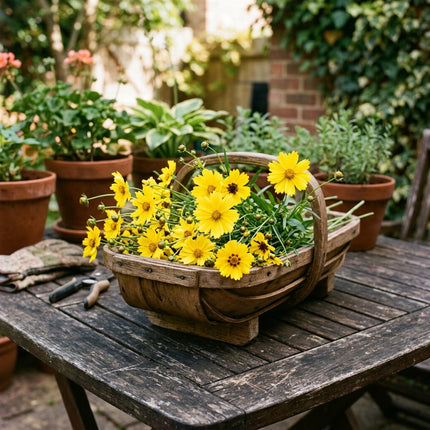 500 Yellow Coreopsis Seeds for Planting - Heirloom Yellow Coreopsis Flower Seeds for Home Garden