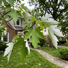 Silver Maple Seeds - 50 Seeds