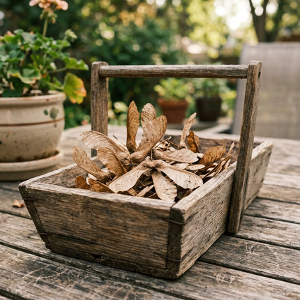 50 Silver Maple Seeds for Planting - Variety for Home Gardening
