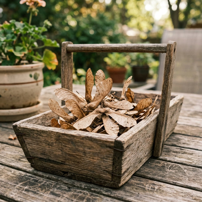 50 Silver Maple Seeds for Planting - Variety for Home Gardening