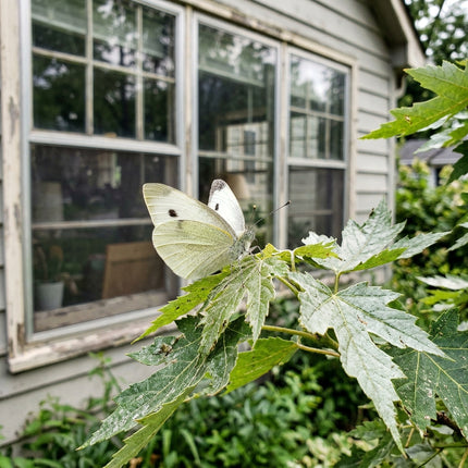 50 Silver Maple Seeds for Planting - Variety for Home Gardening