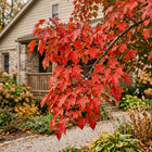 Amur Maple Seeds - 50 Seeds