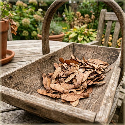 50 Amur Maple Seeds for Planting - Variety for Home Gardening