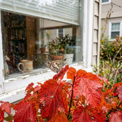 50 Amur Maple Seeds for Planting - Variety for Home Gardening
