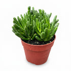 Live Gollum Jade Succulent in 4