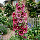 Hollyhock Seeds - 50 Seeds
