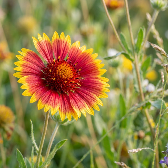 100 Bicolor Gaillardia Seeds for Planting - Vibrant Heirloom Perennial Garden Floral Decor, Easy to Grow Outdoor Landscape Blooms, Beautiful Gaillardia Plants