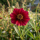 Ruby Red Coreopsis Seeds - 100 Seeds