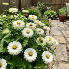White Zinnia Seeds - 100 Seeds