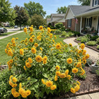 Multi Teddy Bear Sunflower Seeds - 100 Seeds
