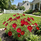 Velvet Red Cosmos Seeds - 100 Seeds